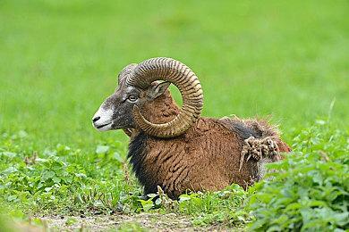 唤醒你的宝可梦记忆 宝可梦官方推出线上展